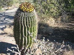 118 Saguaro National Park
